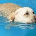 Swimming in safety and security