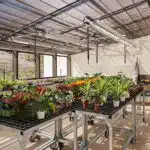 The Year-Round Bounty and Bliss of Owning a Home Greenhouse