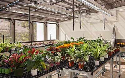 The Year-Round Bounty and Bliss of Owning a Home Greenhouse